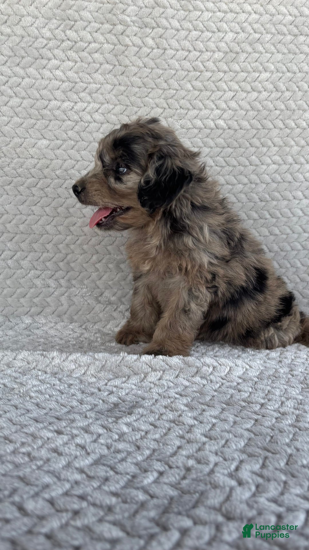 Mini Aussiedoodle dogs for sale: Hazel - Image 5