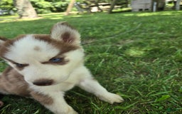 Siberian Husky dogs for sale: Munchkin - Image 7