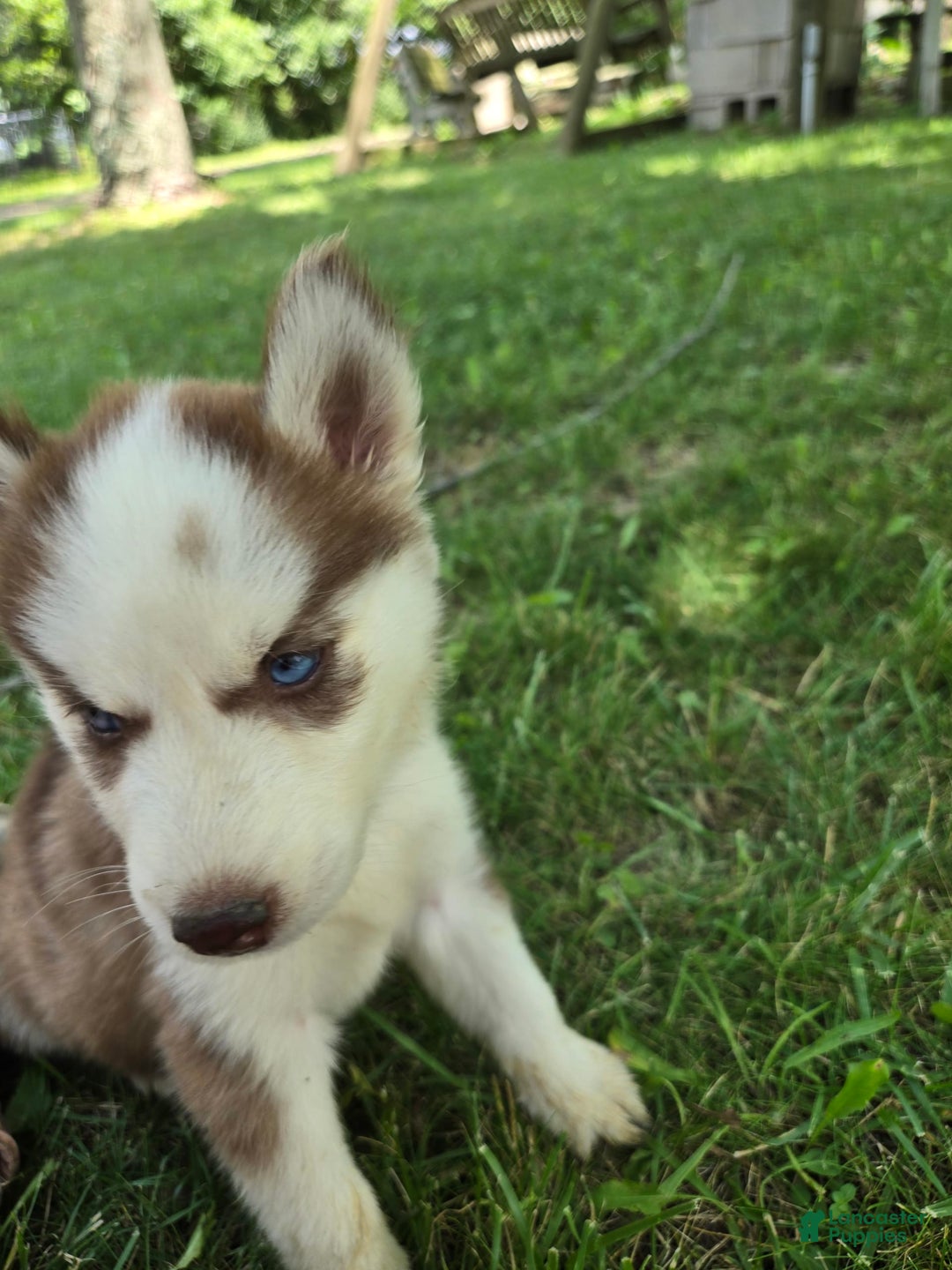 Siberian Husky dogs for sale: Munchkin - Image 7