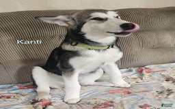 Alaskan Malamute dogs for sale: Kanti - Image 1