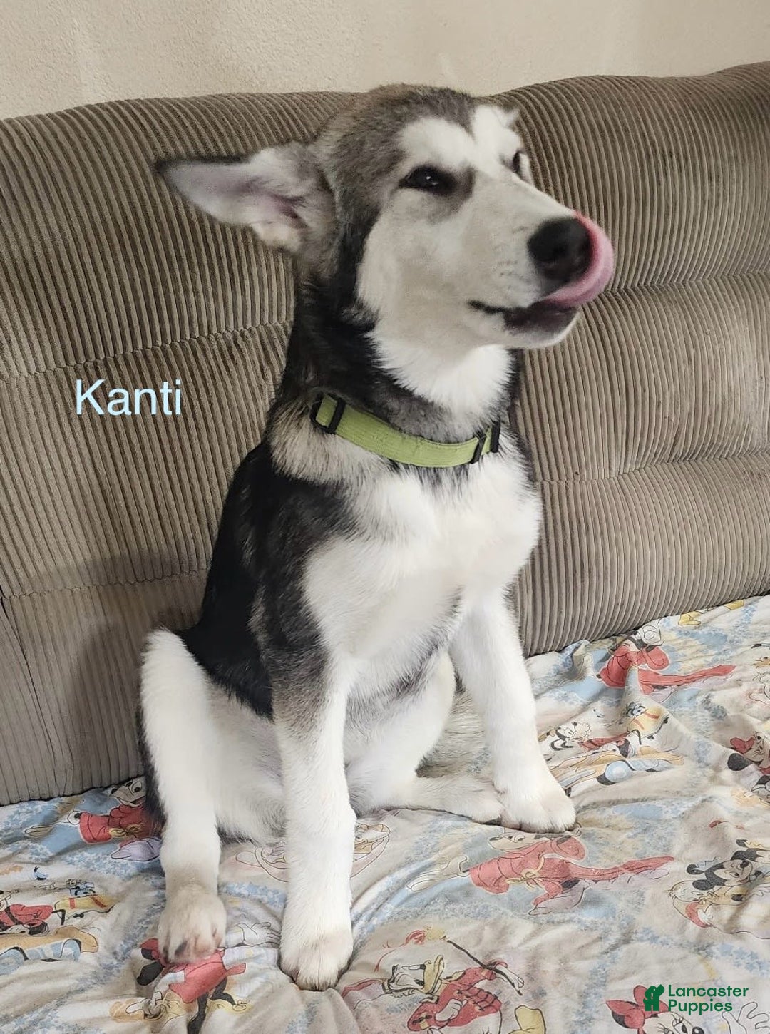 Alaskan Malamute dogs for sale: Kanti - Image 1