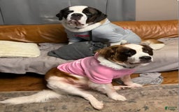 Saint Bernard dogs for sale: Aether - Image 2