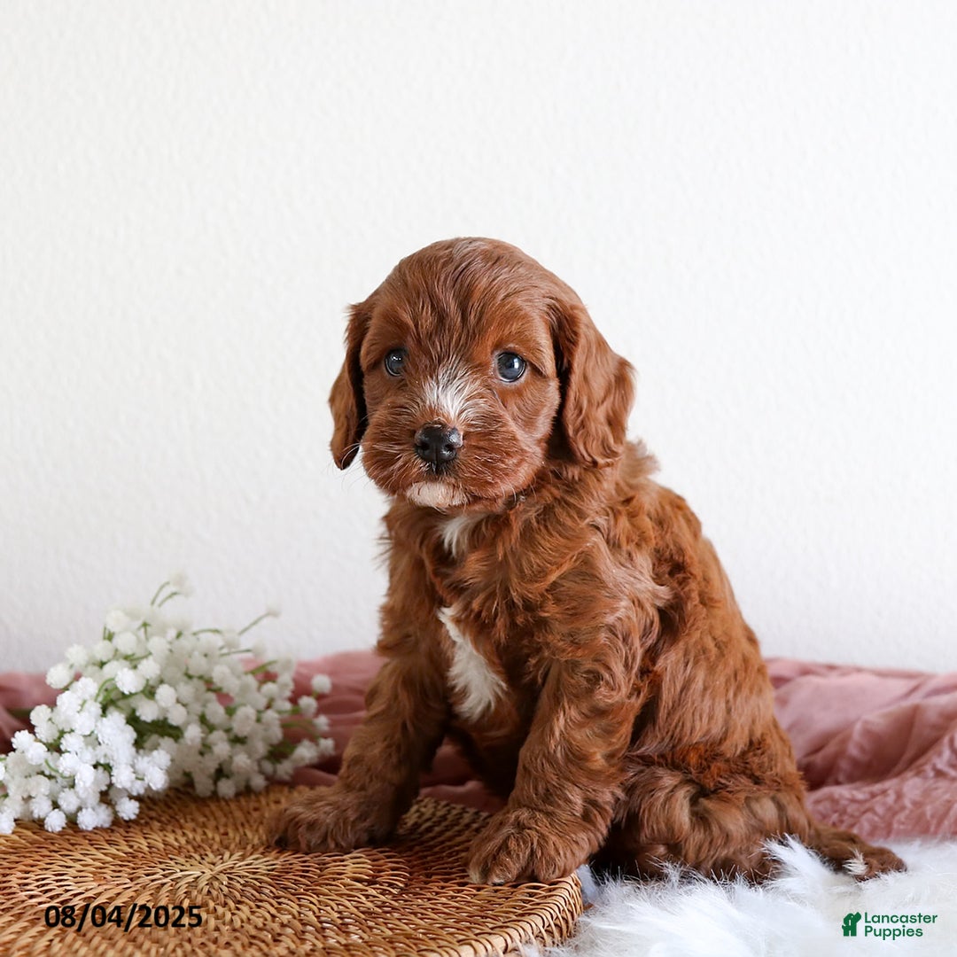 Cavapoo dogs for sale: Emma - Image 3