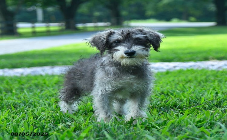 Miniature Schnauzer dogs for sale - Ad 1