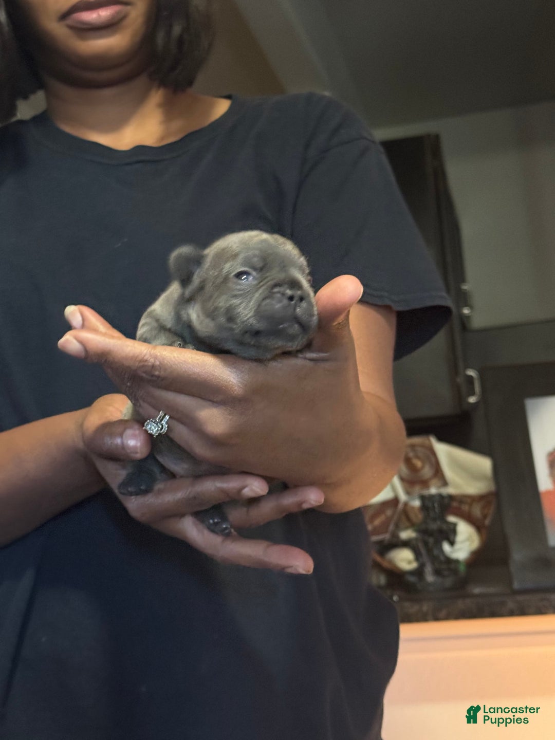 French Bulldog dogs for sale: Female 2 - Image 7