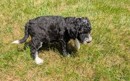 Mini Bernedoodle dogs for sale: Sienna - Image 8