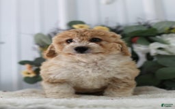 Mini Aussiedoodle dogs for sale: Princess - Image 3