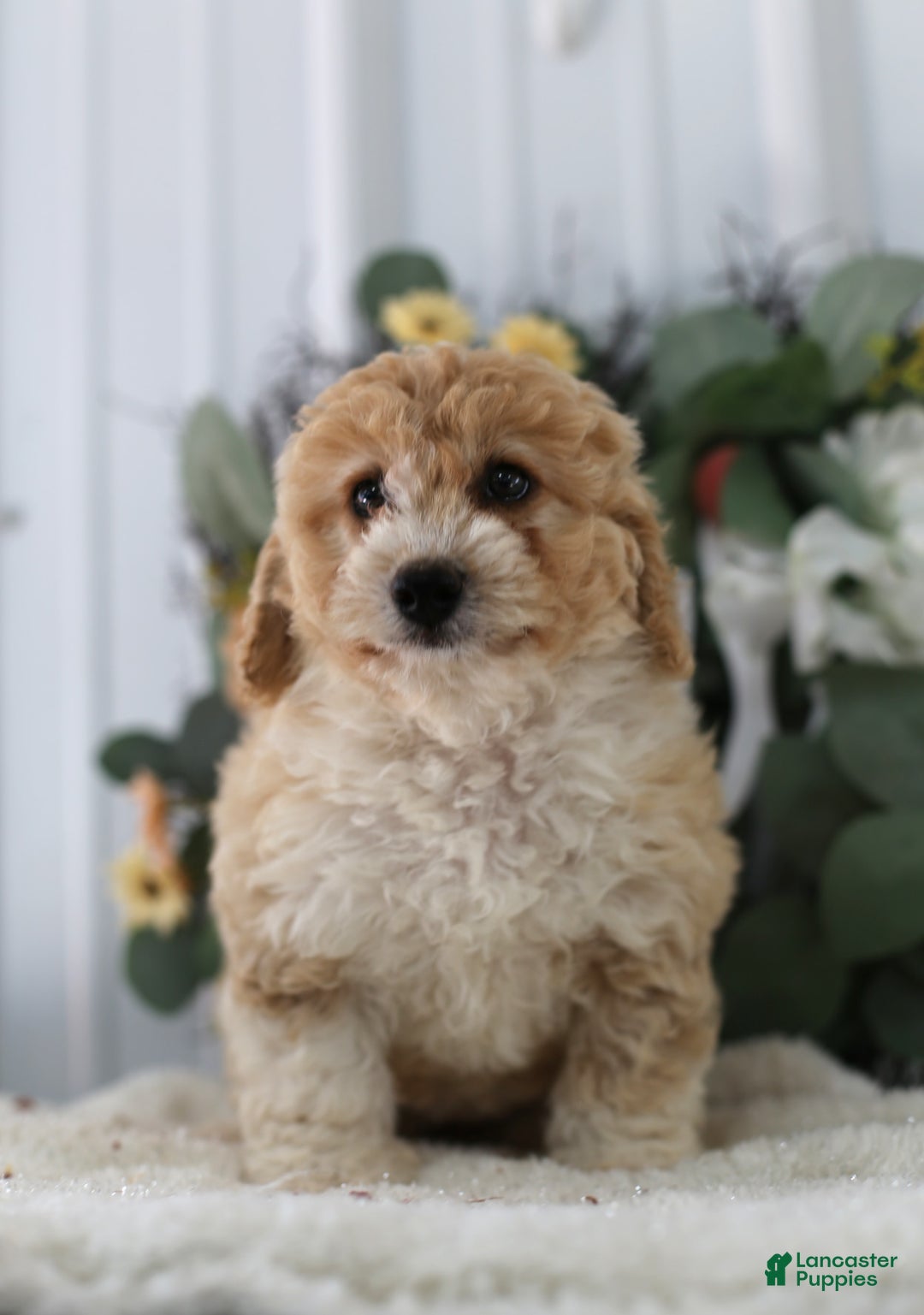 Mini Aussiedoodle dogs for sale: Princess - Image 3