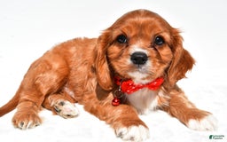 Cavalier King Charles Spaniel dogs for sale: Patrick - Image 3