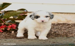Mini Bernedoodle dogs for sale: Coconut - Image 1