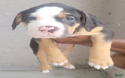 American Bully dogs for sale: Sweet Pea - Image 3