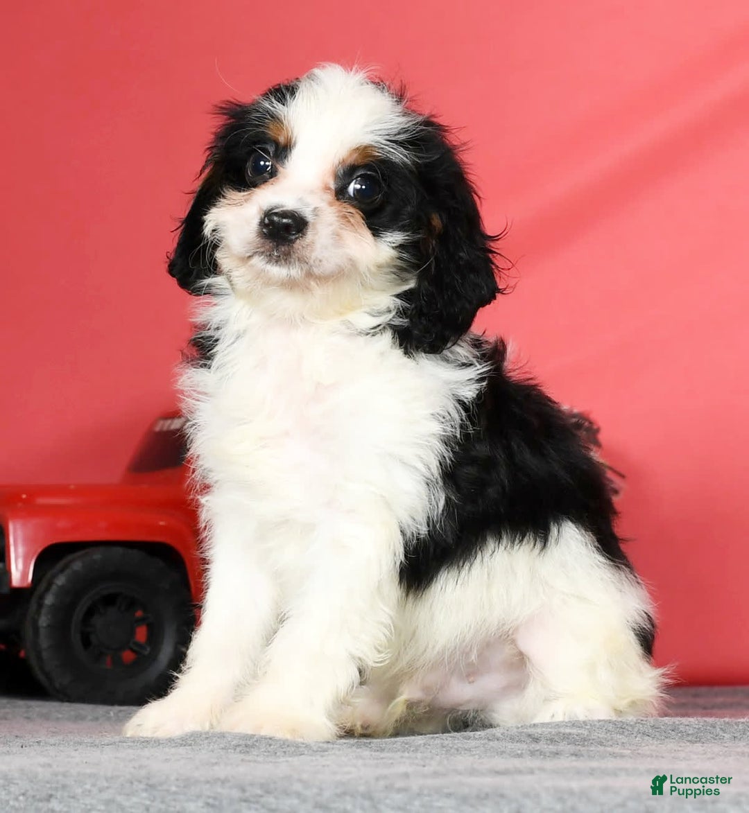 Cavapoo dogs for sale: Firecracker - Image 5