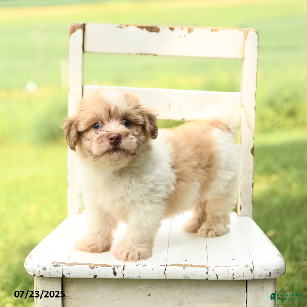 Havanese dogs for sale: Barney - Image 5