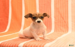 Jack Russell Terrier dogs for sale: Nancy - Image 5
