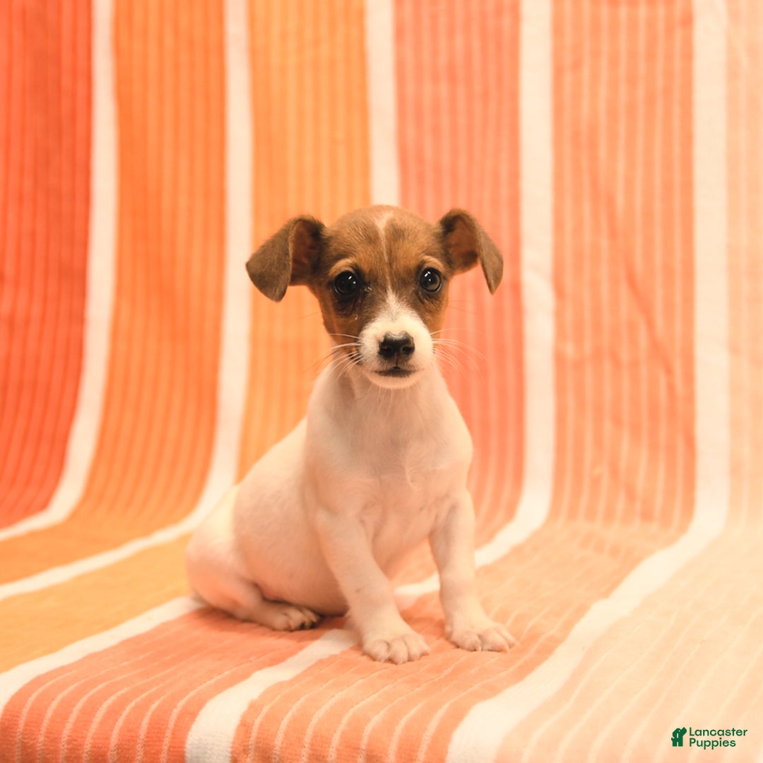 Jack Russell Terrier dogs for sale: Nancy - Image 5