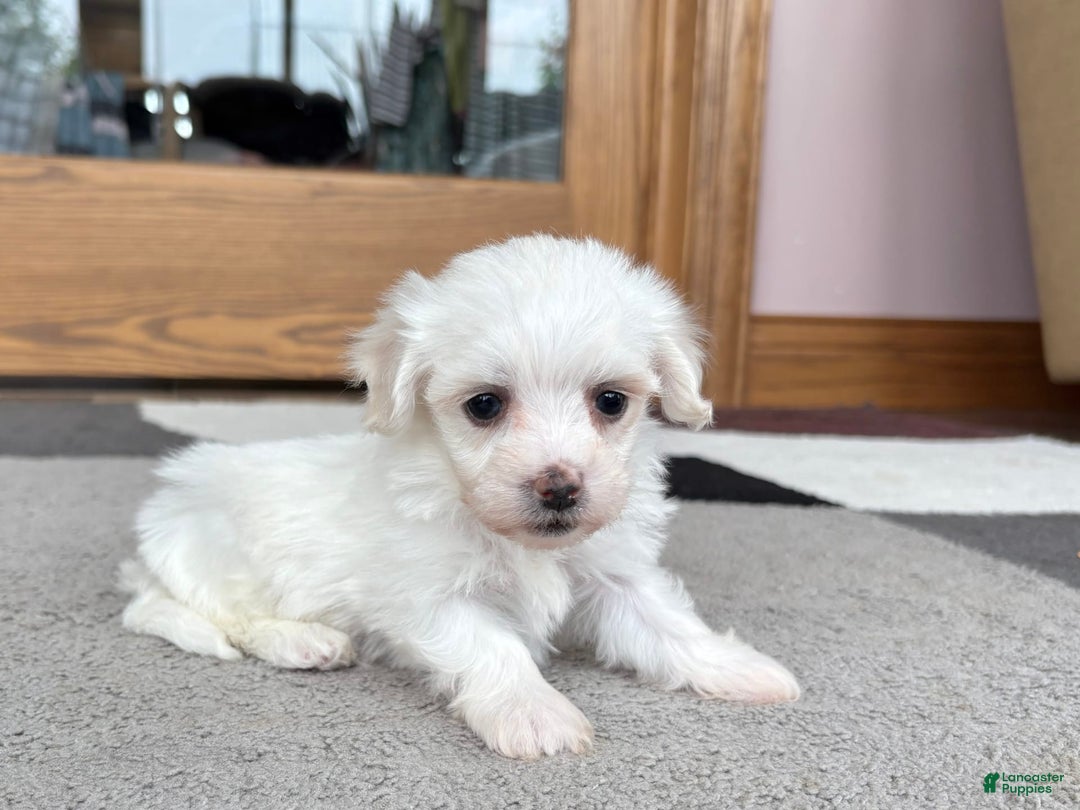 Coton De Tulear dogs for sale: TJ - Image 5