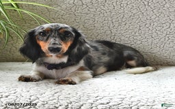 Miniature Dachshund dogs for sale: Laddie - Image 6