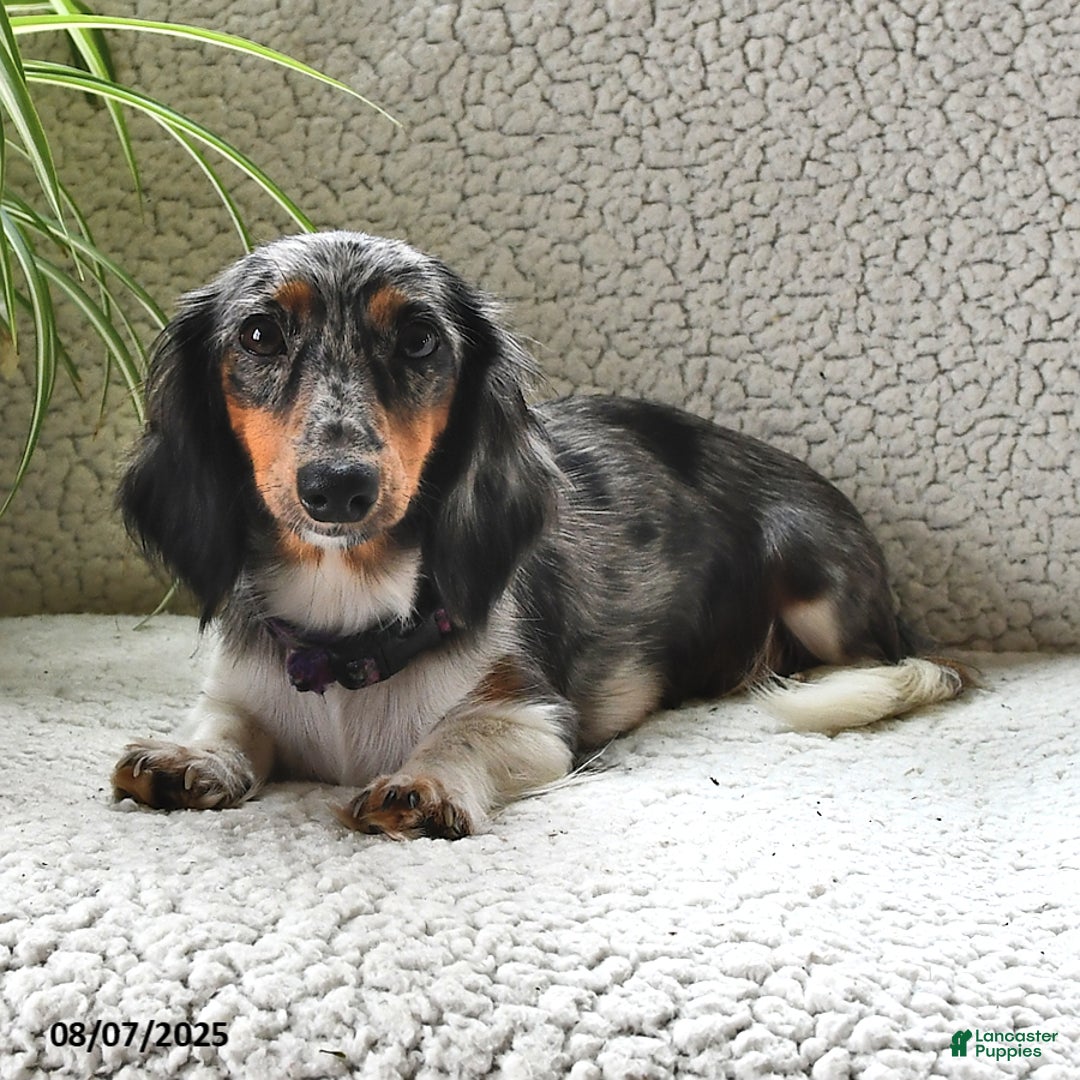 Miniature Dachshund dogs for sale: Laddie - Image 6