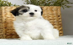 Teddy Bear dogs for sale: Willa - Image 2