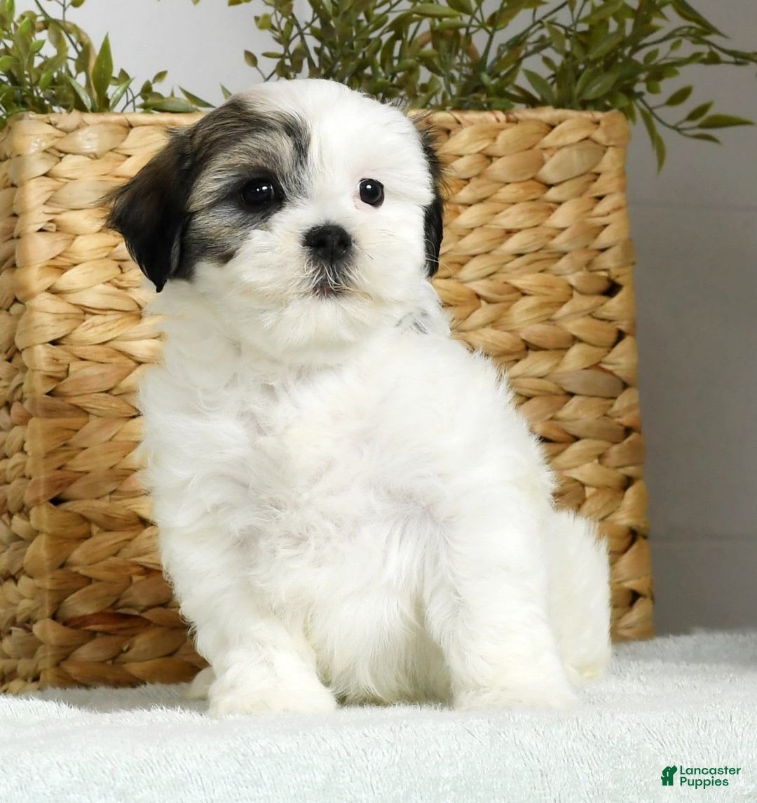 Teddy Bear dogs for sale: Willa - Image 2