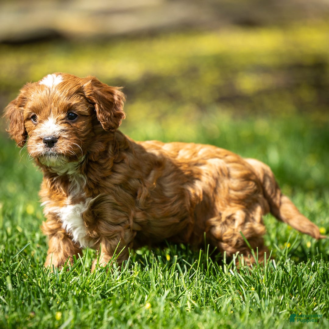 Cavapoo dogs for sale: Biscuit - Image 11