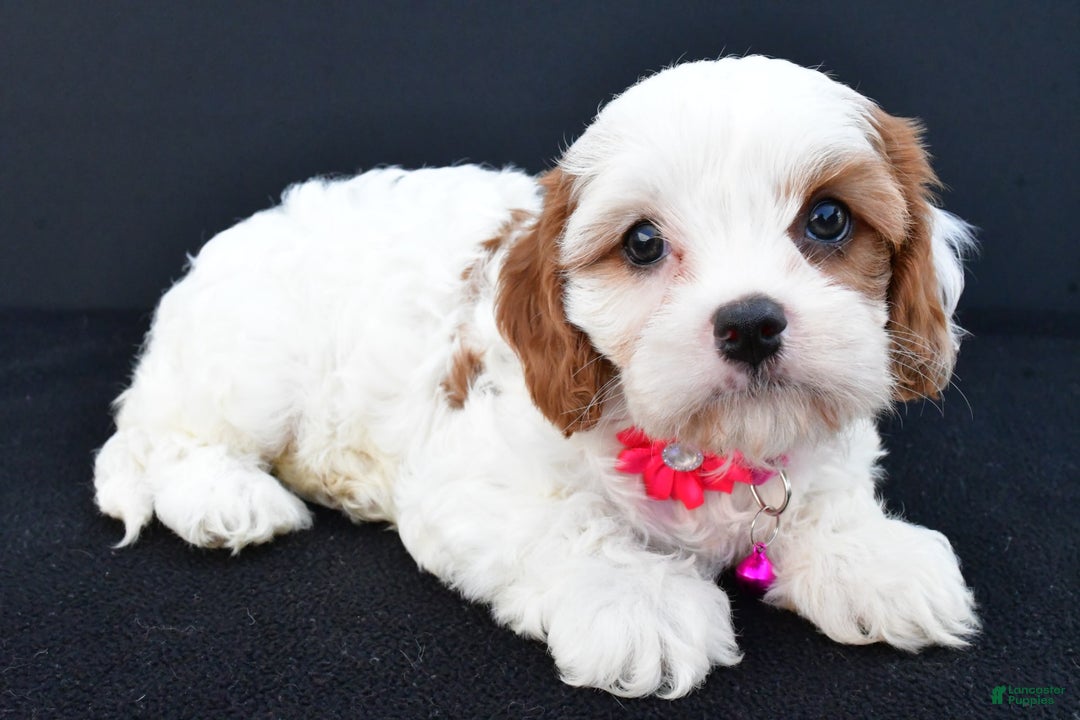Cavapoo dogs for sale: Abby - Image 2