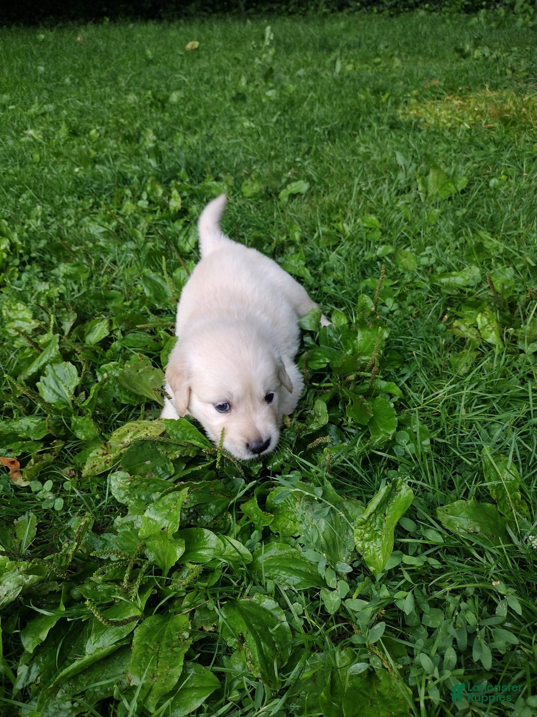 Golden Retriever dogs for sale: Pepper - Image 6
