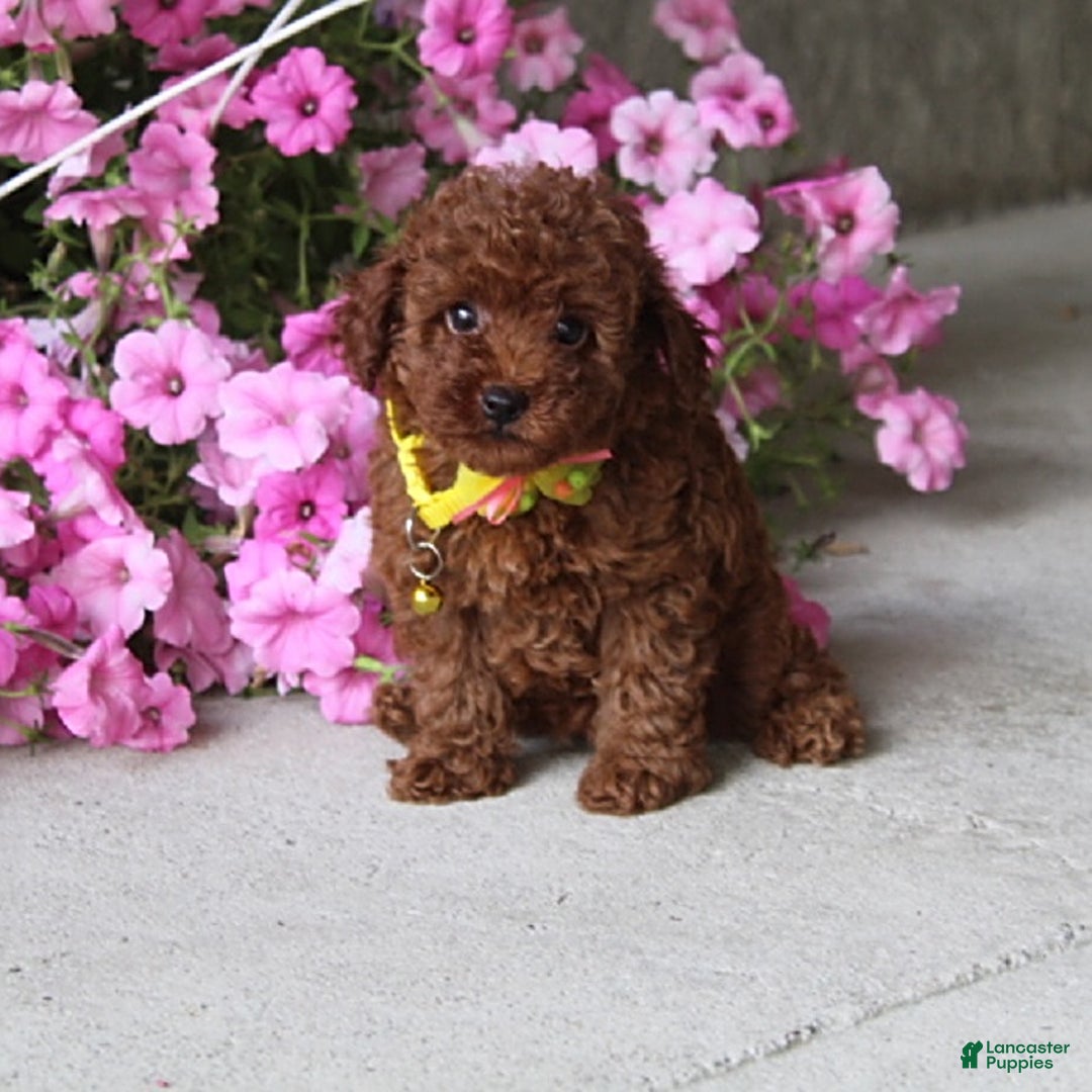 Toy Poodle dogs for sale: Tori - Image 1