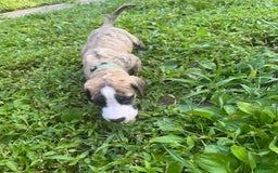 Great Dane dogs for sale: Doodle - Image 1