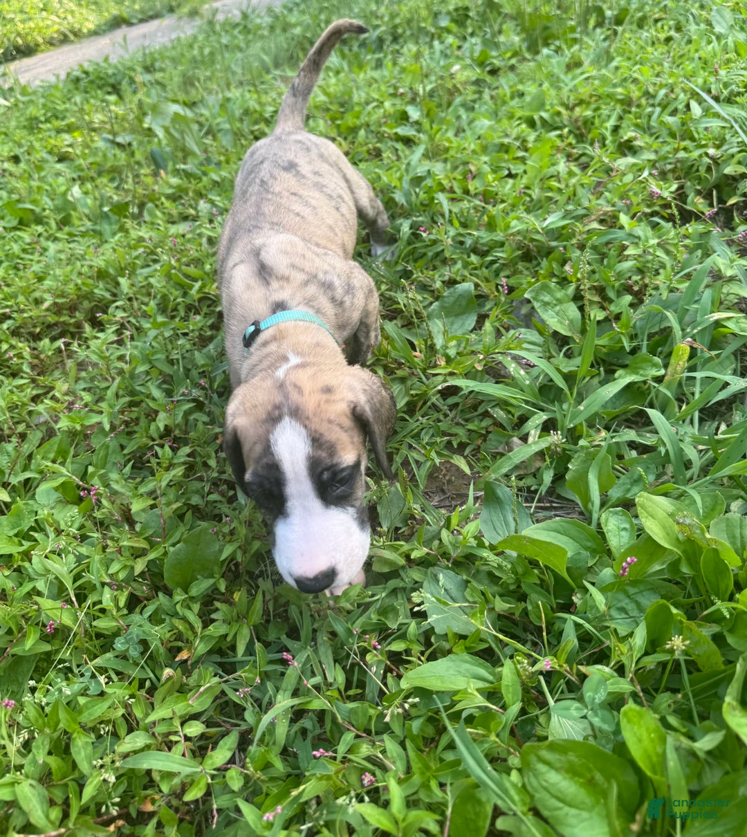 Great Dane dogs for sale: Doodle - Image 1