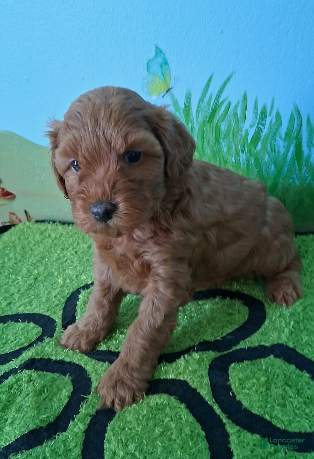 Mini Aussiedoodle dogs for sale: Ginger - Image 2