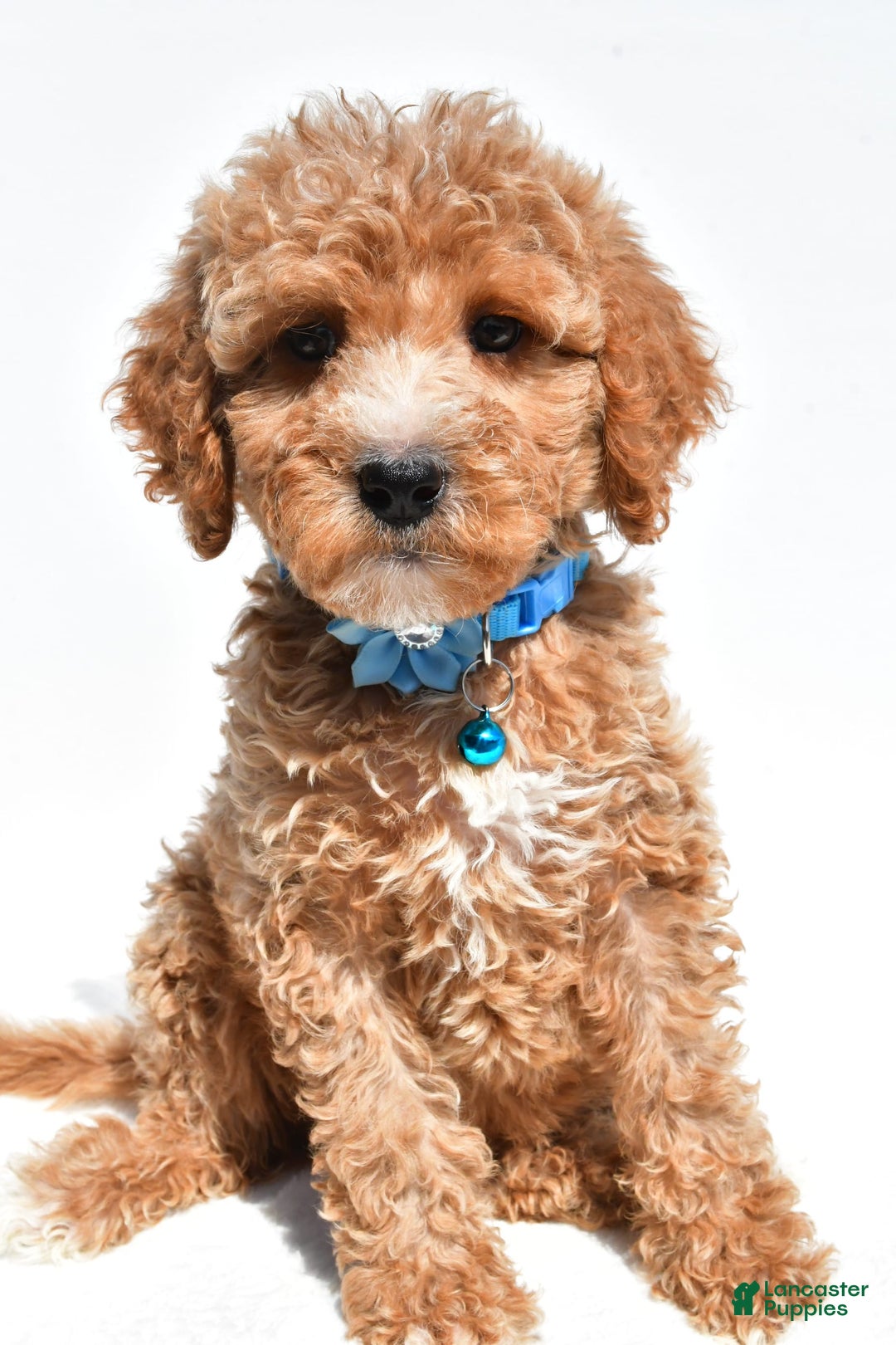 Mini Goldendoodle dogs for sale: Tabbi - Image 3