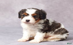 Cavapoo dogs for sale: Ed - Image 2