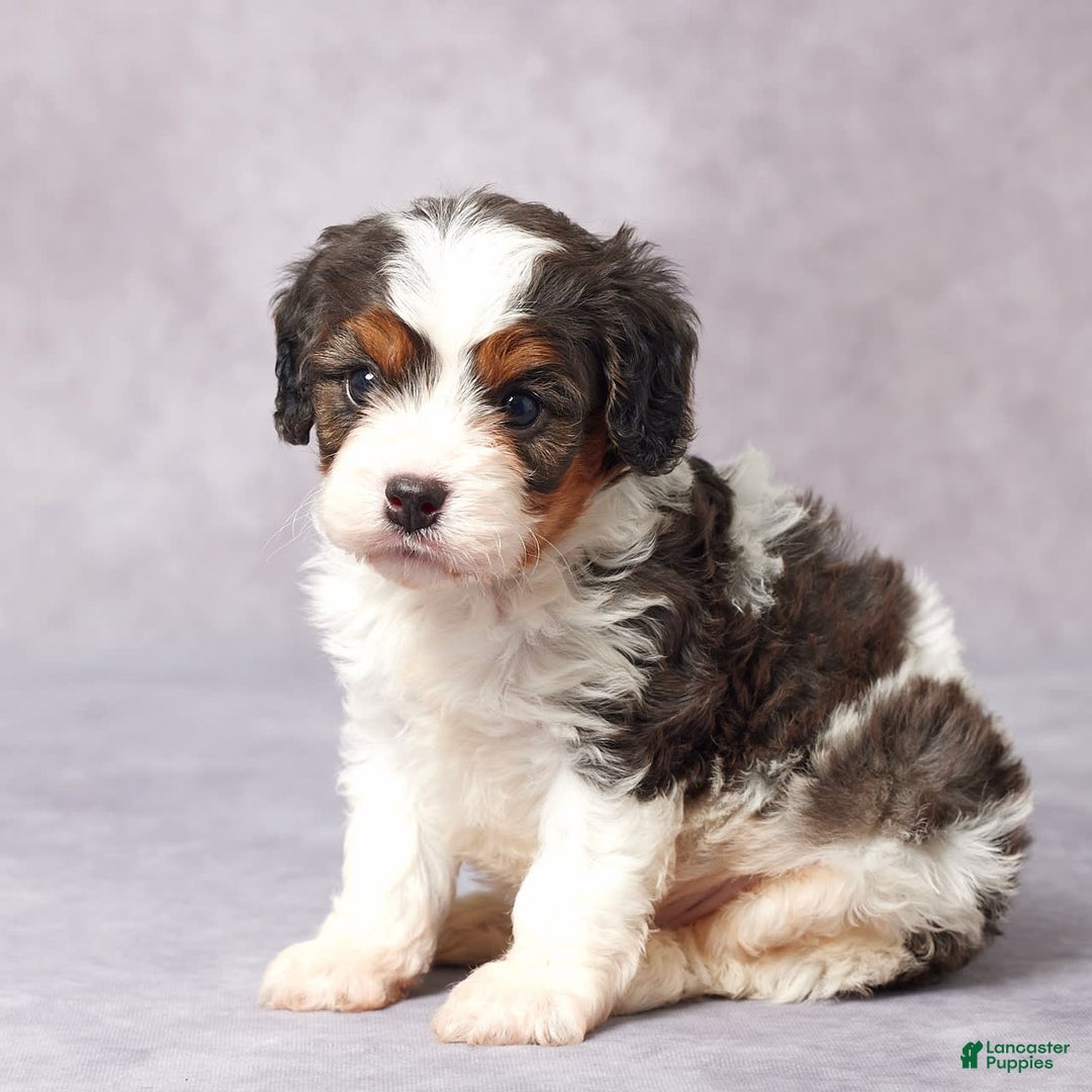 Cavapoo dogs for sale: Ed - Image 2