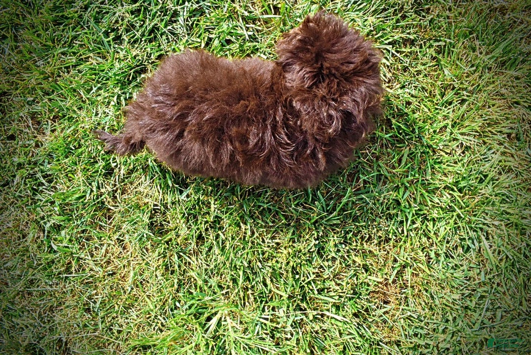 Havapoo dogs for sale: Humble - Image 2