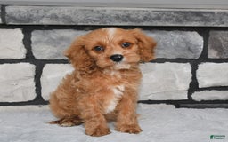 Cavapoo dogs for sale: Benson - Image 5