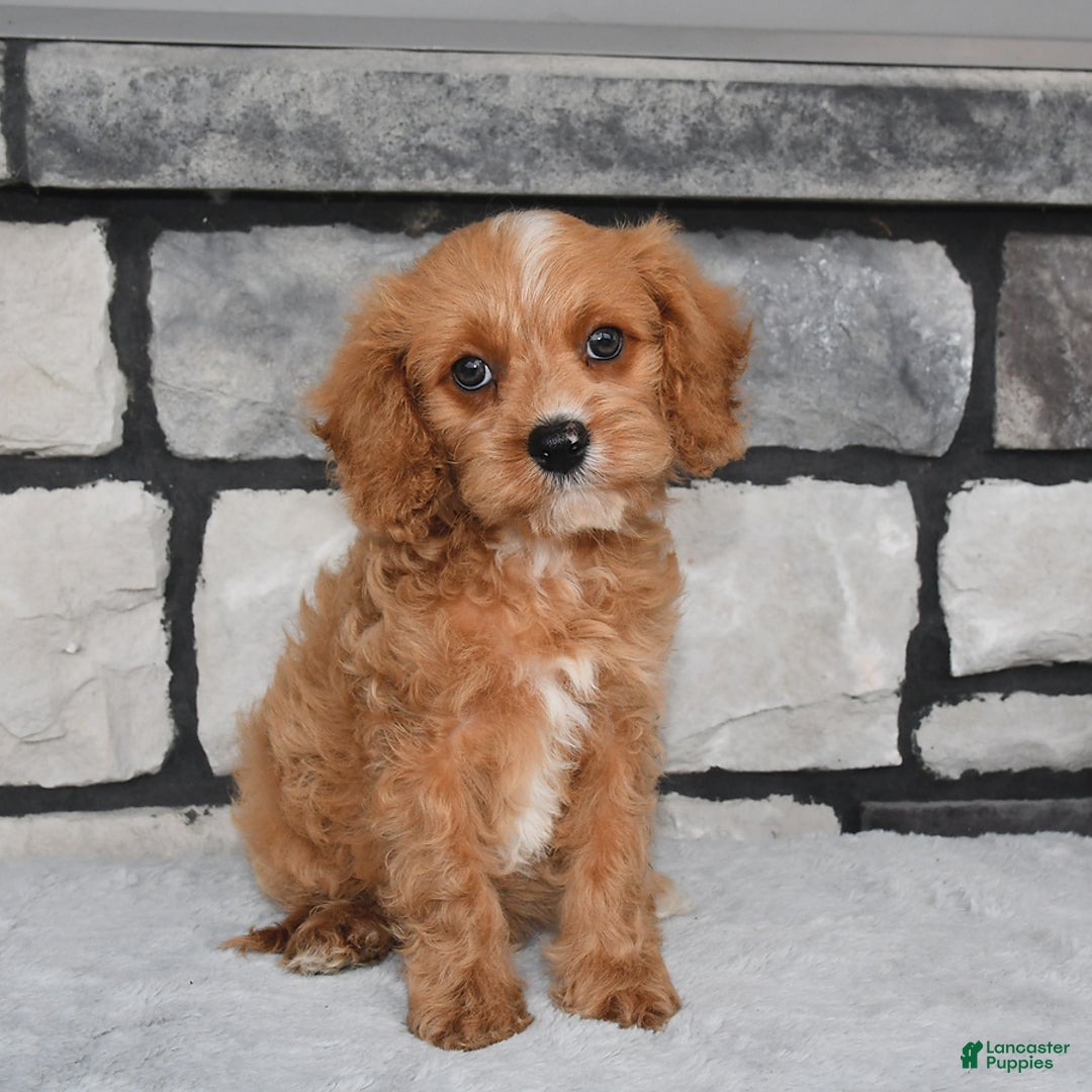 Cavapoo dogs for sale: Benson - Image 5
