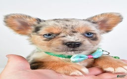 French Bulldog dogs for sale: Candy - Image 1