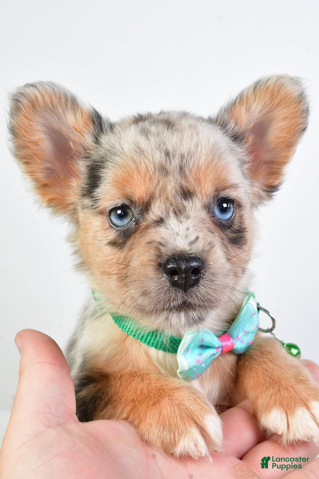 French Bulldog dogs for sale: Candy - Image 1