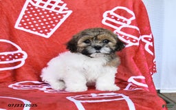 Teddy Bear dogs for sale: Hannah - Image 2