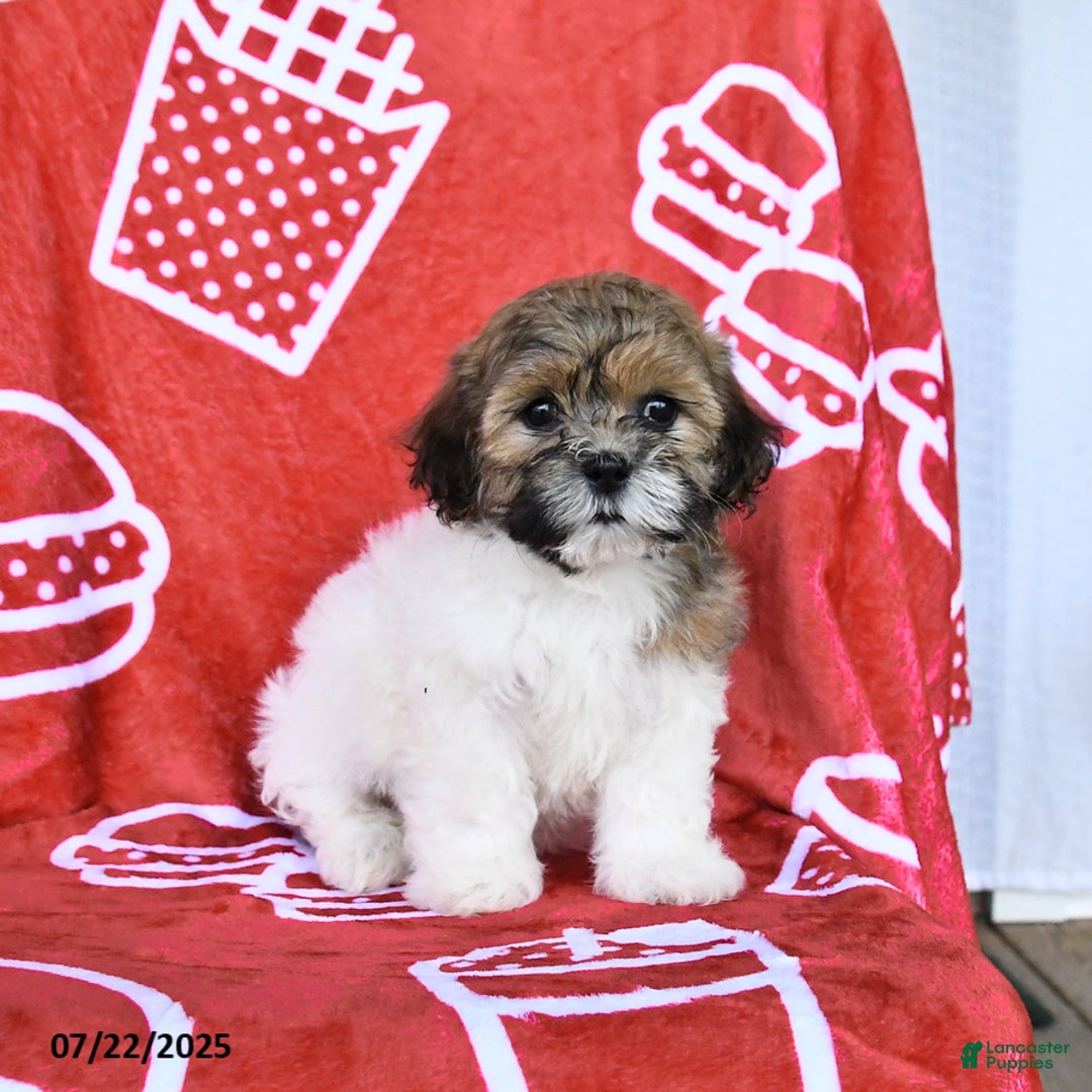 Teddy Bear dogs for sale: Hannah - Image 2