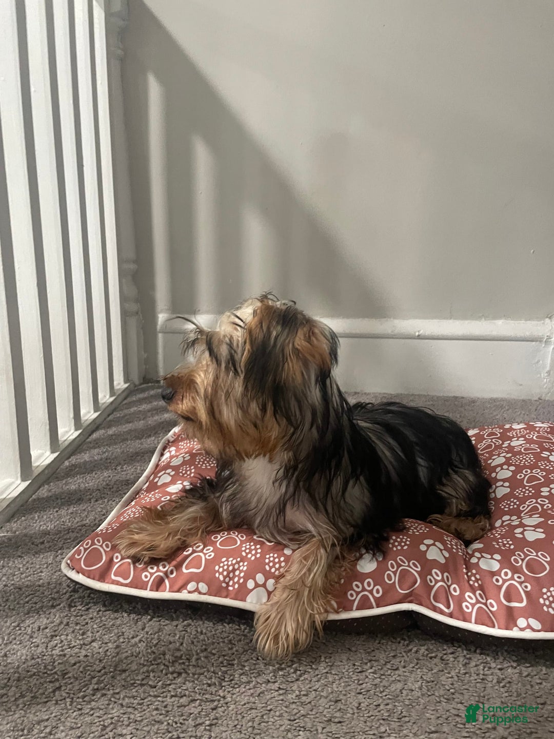 Yorkshire Terrier dogs for sale: Max - Image 5
