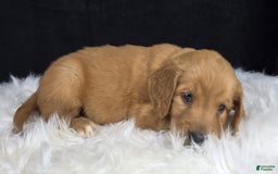 Goldendoodle dogs for sale: Raine - Image 9