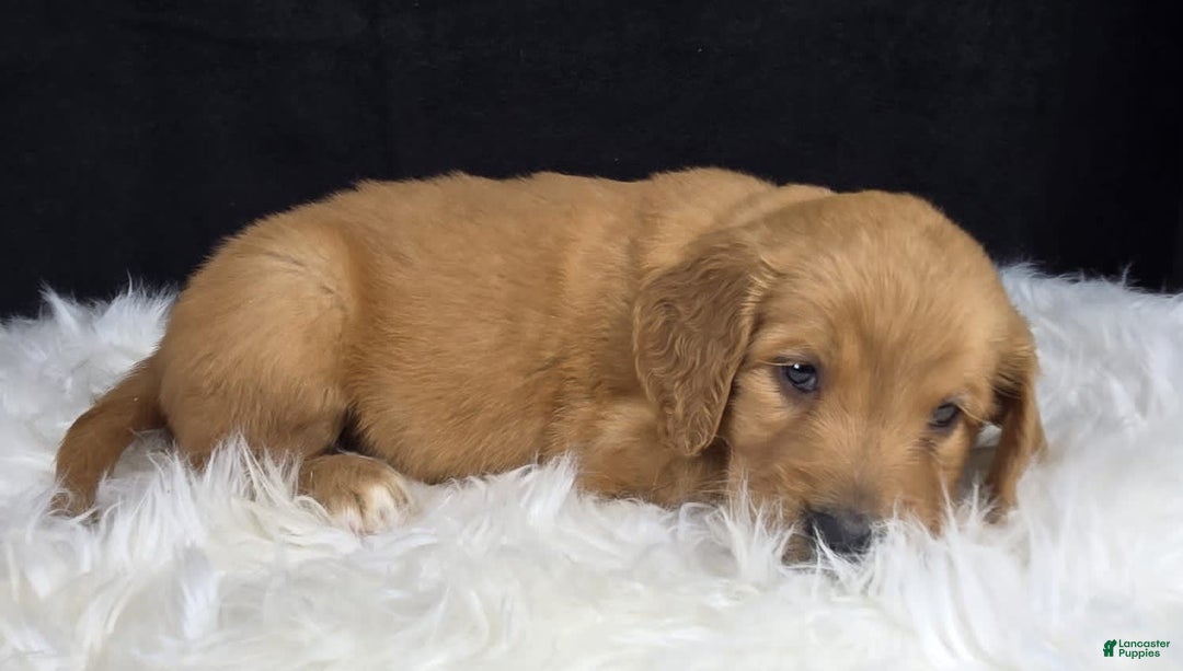 Goldendoodle dogs for sale: Raine - Image 9