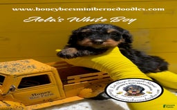 Mini Bernedoodle dogs for sale: Aelas White Boy - Image 3