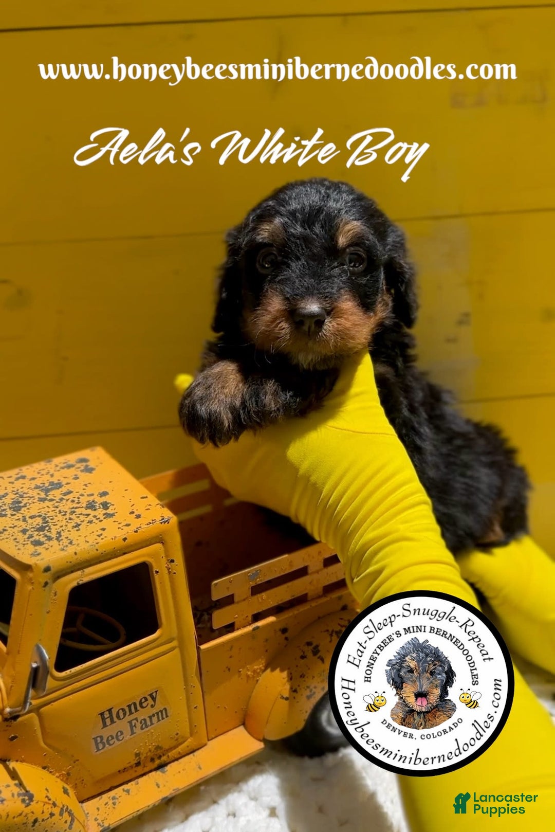 Mini Bernedoodle dogs for sale: Aelas White Boy - Image 3