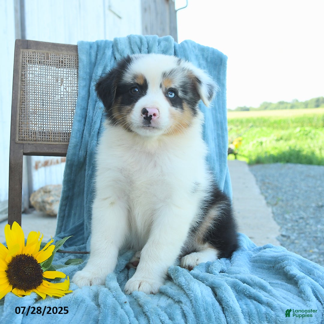 Australian Shepherd dogs for sale: Australian Shepherd 9 puppies - Image 12