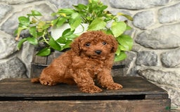 Cockapoo dogs for sale: Winston - Image 2