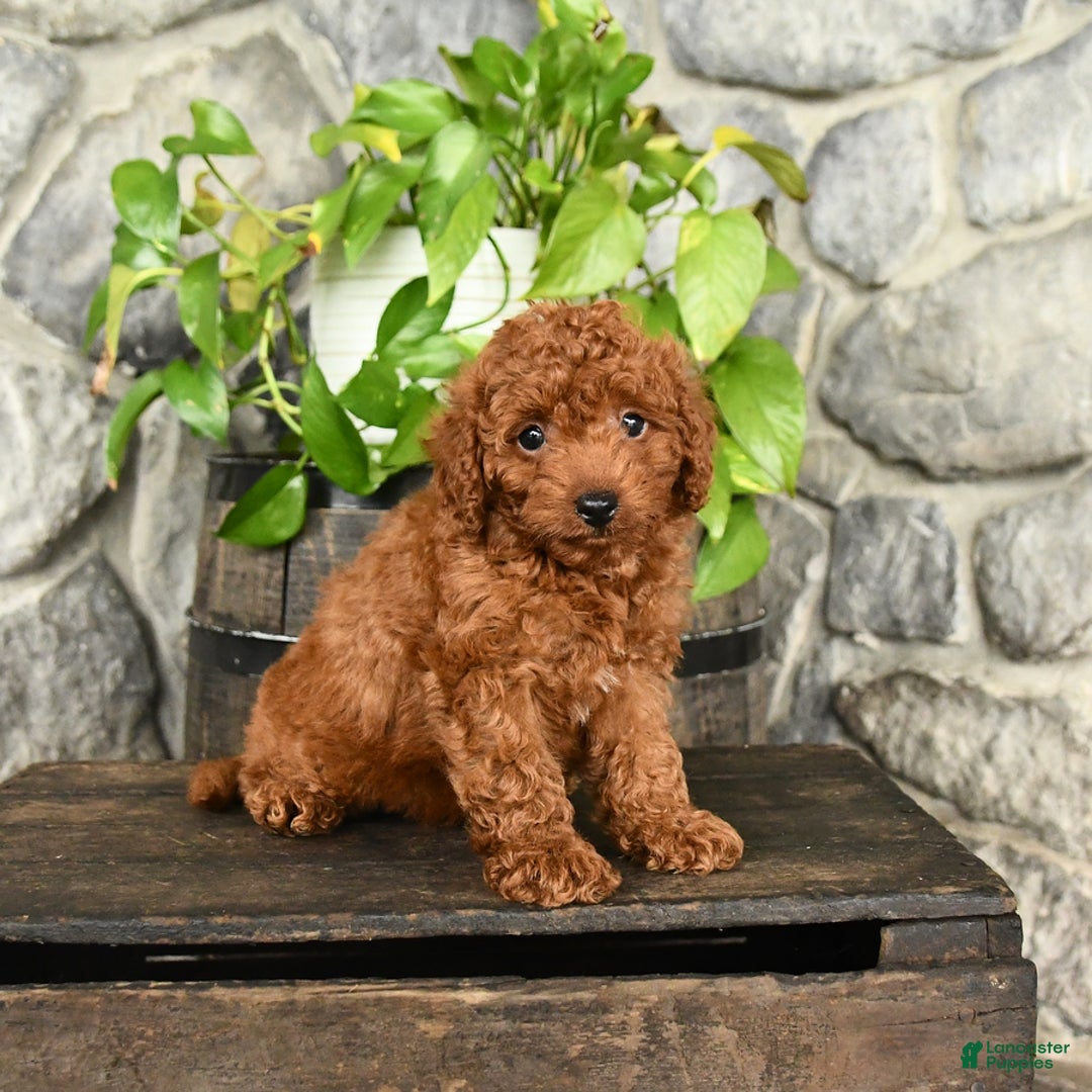 Cockapoo dogs for sale: Winston - Image 2