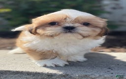 Shih Tzu dogs for sale: Sam - Image 1